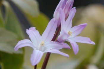 Chionodoxa Forbesii 'Pink Giant'