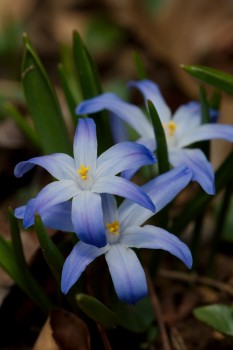 Chionodoxa