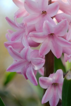 Pink Hyacinth Flowers