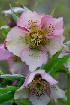 Lenten Rose