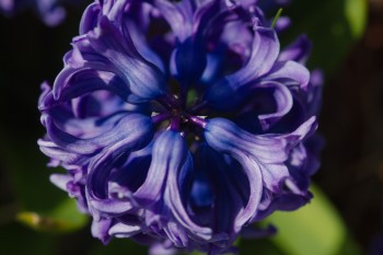 Purple Hyacinth