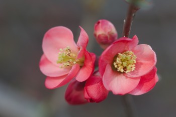 Flowering Quince