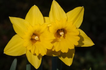 Daffodil ‘Marieke’