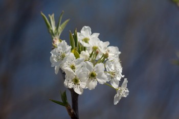 Bradford Pear Blossoms