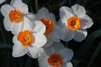 Daffodils