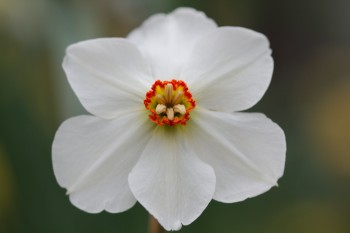 Daffodil 'Actaea'