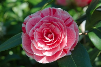 Camellia japonica 'Dad's Pink'