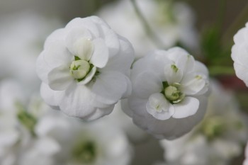 Spiraea Flowers