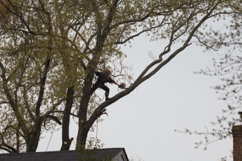 Tree Cutting