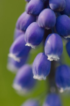 Muscari