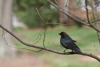 Brown-headed Cowbird (Molothrus ater)