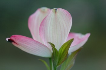 Pink Flowering Dogwood