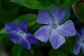 Vinca major