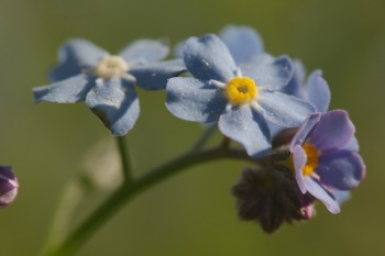 Forget-me-not (Myosotis arvensis)