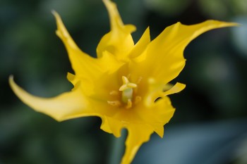 Tulipa acuminata ‘Fireflame Tulip’