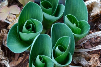 Hosta ‘Mouse Ears’