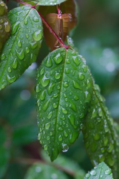 Water on Rose Leaves