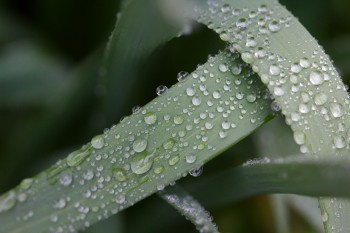 Water Droplets on Daffodil Leaves