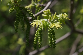 Black Walnut Leaves and Catkins