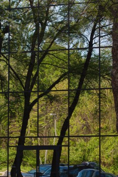 Trees Reflected in My Office Building Windows