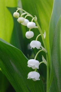 Lily of the Valley (Convallaria majalis)