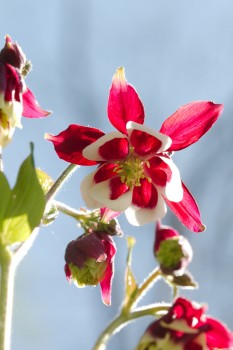 Columbine (Aquilegia)