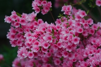 Azaleas