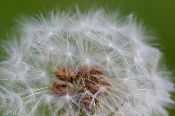 Dandelion