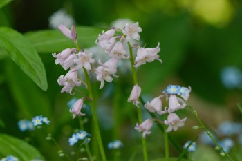 Spanish Bluebells (Hyacinthoides hispanica)