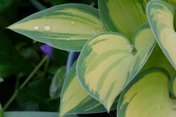 Hosta ‘June’