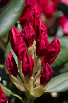 Rhododendron Buds