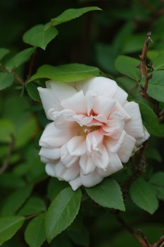 First Rose of the Season - Perle d’Or