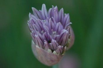 Chive Flowers