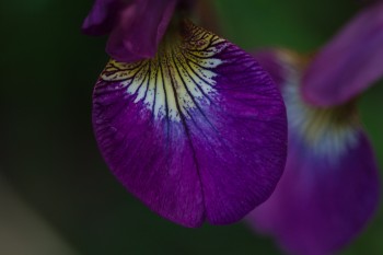 Iris ‘Eric the Red’