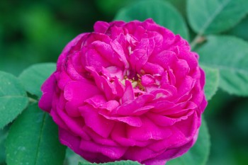 ‘Rose de Rescht’