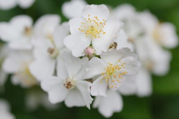 Rosa Multiflora