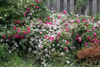 Rose ‘Zephirine Drouhin’ with Clematis