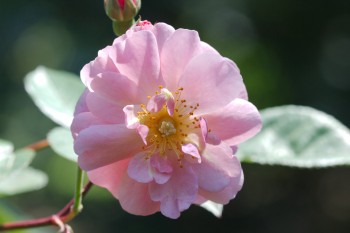 Rose ‘Cornelia’