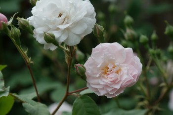 Rose ‘Blush Noisette’