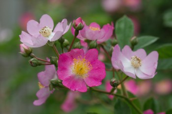Pink Rosa multiflora