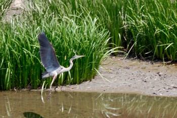 Great Blue Heron