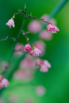 Heuchera