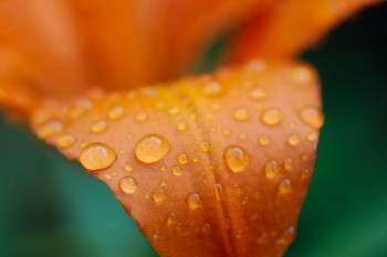 Water on Asiatic Lily