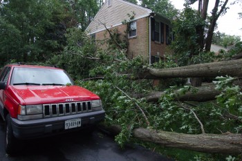 Downed Tree, Near Miss