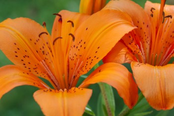 Asiatic Lilies