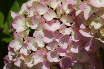 Pink Hydrangea