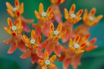 Asclepias tuberosa