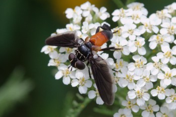 Trichopoda pennipes (Feather-legged Fly)