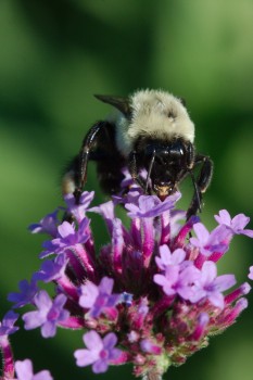 Bumble Bee on Purpletop Vervain