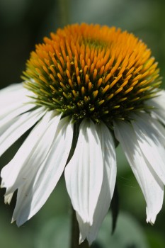 Echinacea purpurea ‘PowWow White’